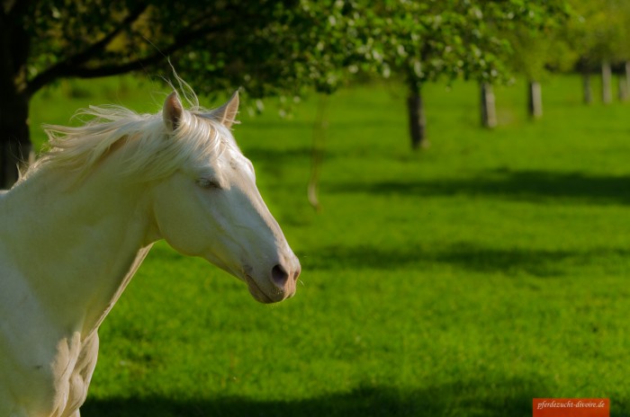 chevaux Creme origin Barb