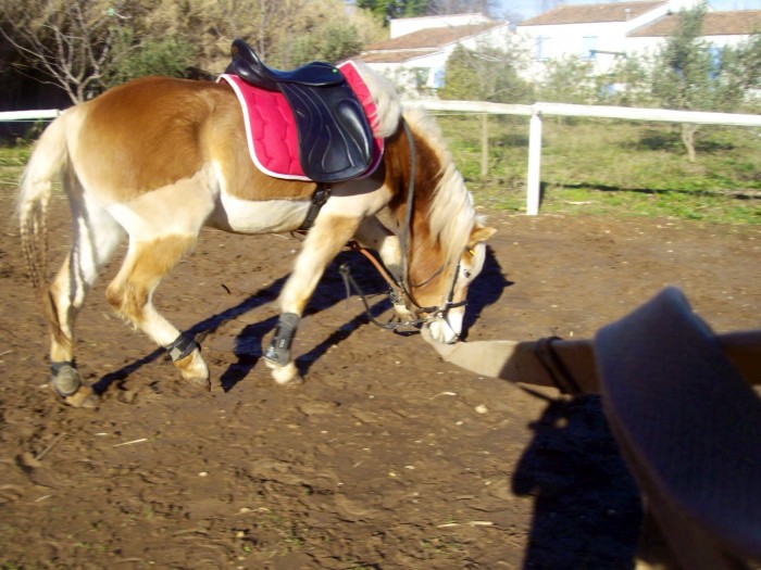 Dressage, tapis rose