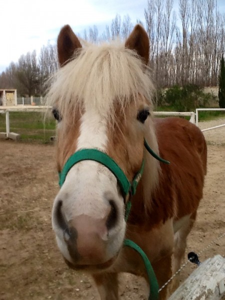 Princesse phedre