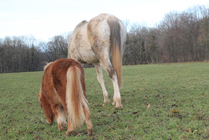 dartagnan et niagara