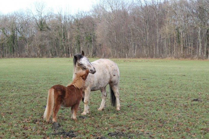 dartagnan et papillon