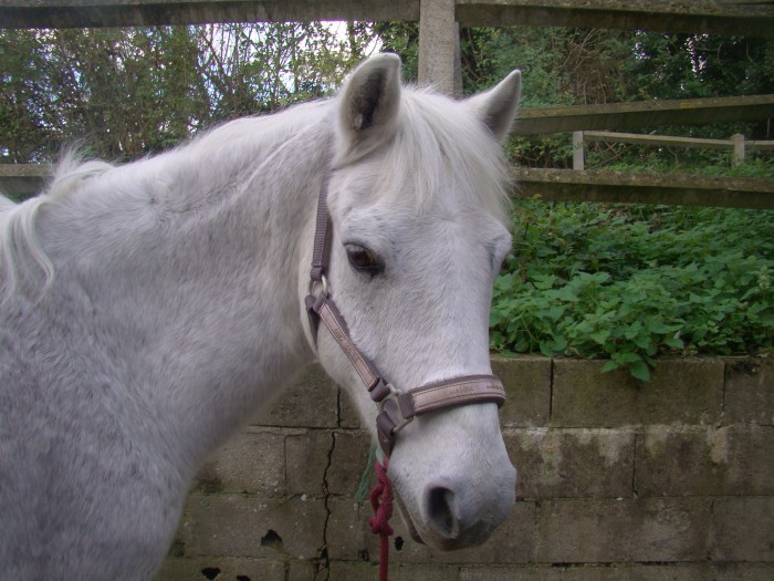 rod, le cheval au regard de biche