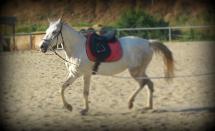 Petite s�ance de longe