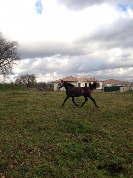 decouverte paddock