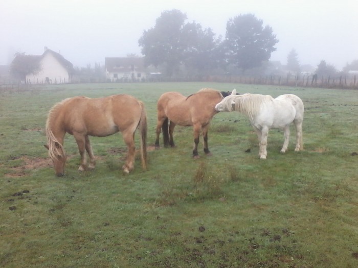 et vol� les trois nouveaux de magnifique poneys typ� Fjord.Sandi,Eden,Calin (de gauche � droite)  