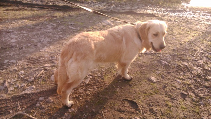 happy fifille golden retriever