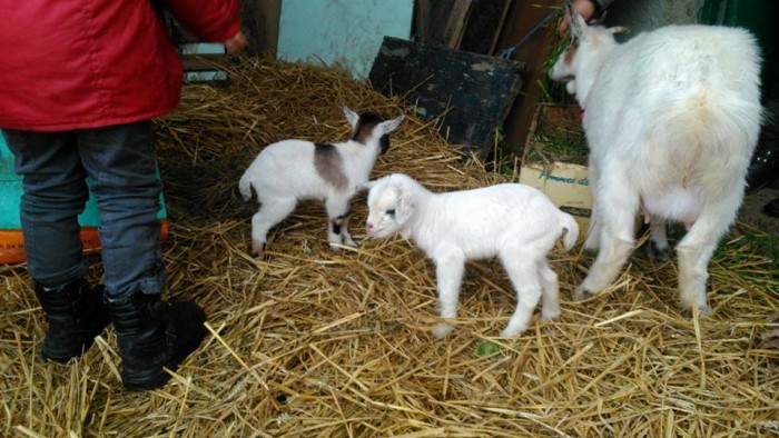 romo(le petit tachet) juliette(la petite blanche) et la maman iris