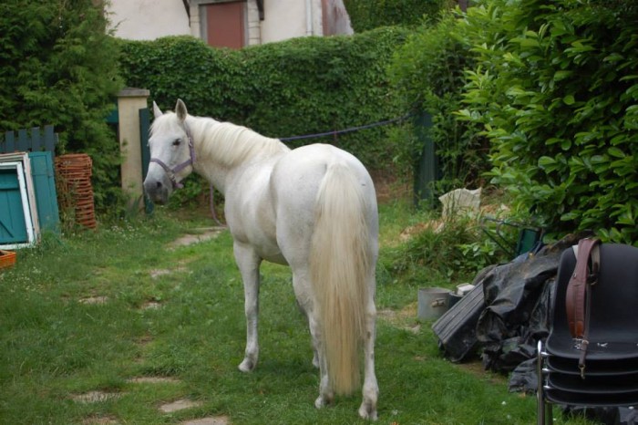 zeitouna