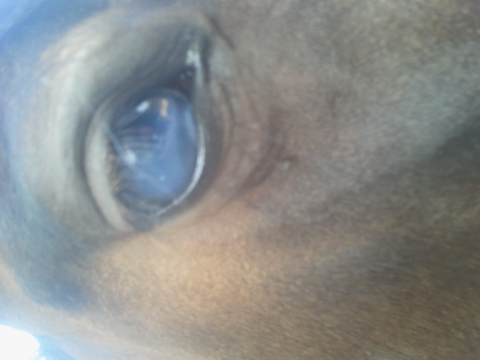 oeil3