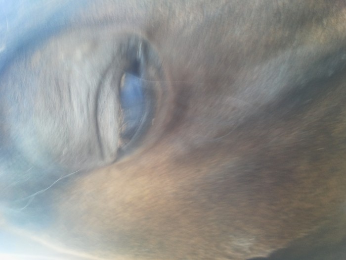 oeil1