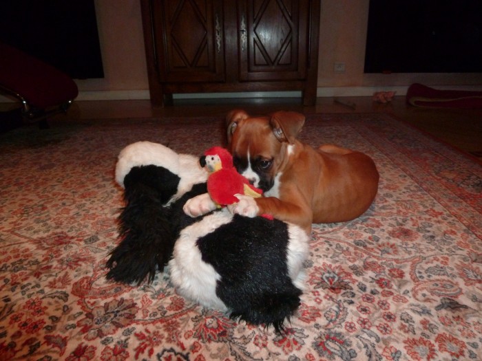 Sa peluche est plus grande que lui lol 