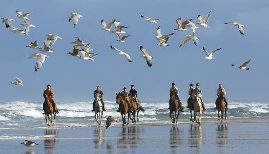 Galop sur la plage