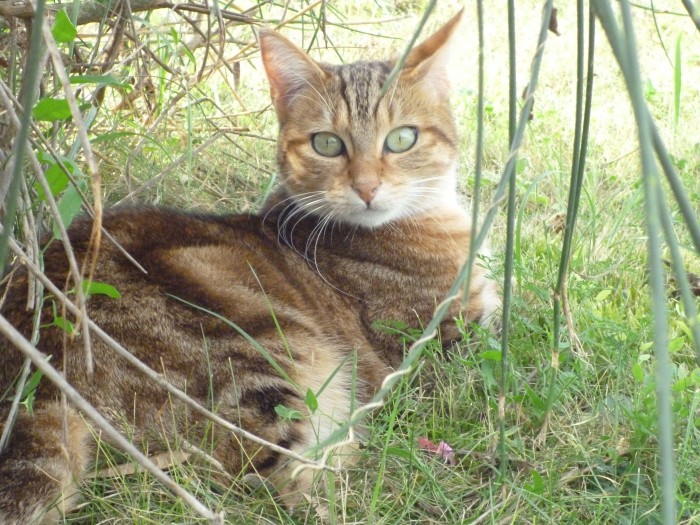 mon ancienne chatte canelle<3