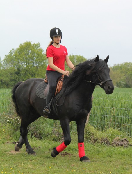 Equipement pour le cheval