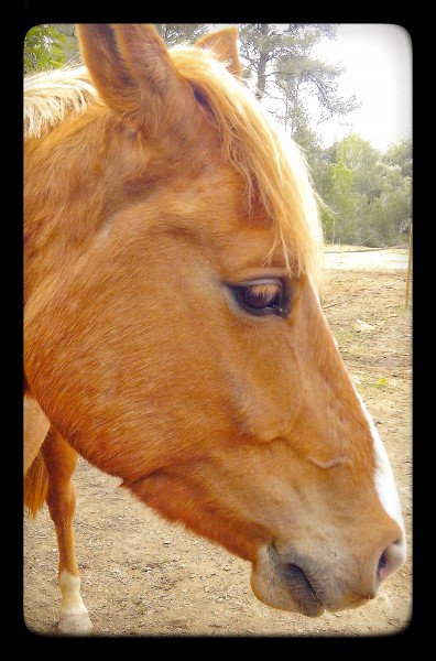 THE cheval