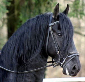 Mon plus beau prince