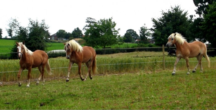 le poney du milieu