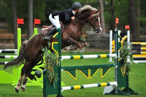 a photo viens d'un site compltement faux cre par une amie mais le poney est bien a moi