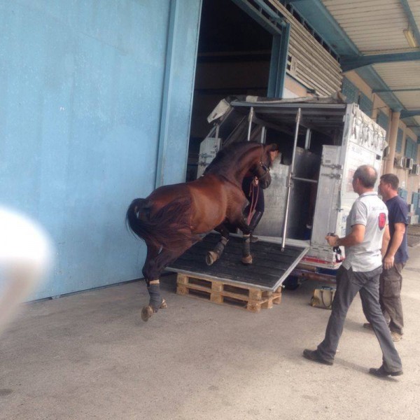 Experiences, le cheval.. en bateau ou en avion!