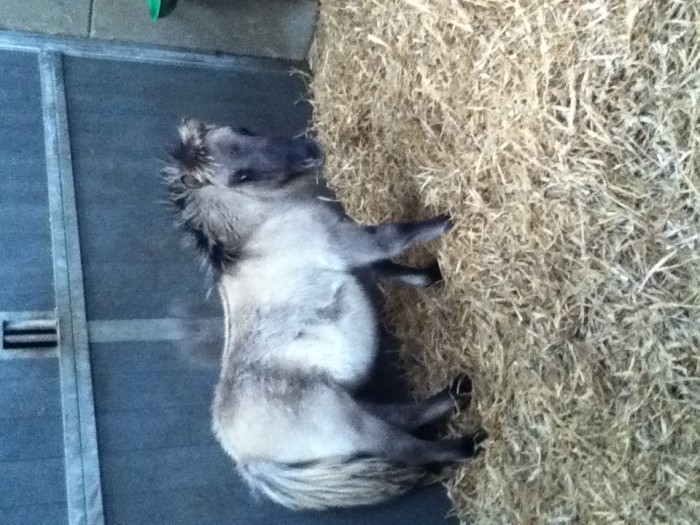 Une petite pouliche trop mignonne de 6mois :) &#9829;