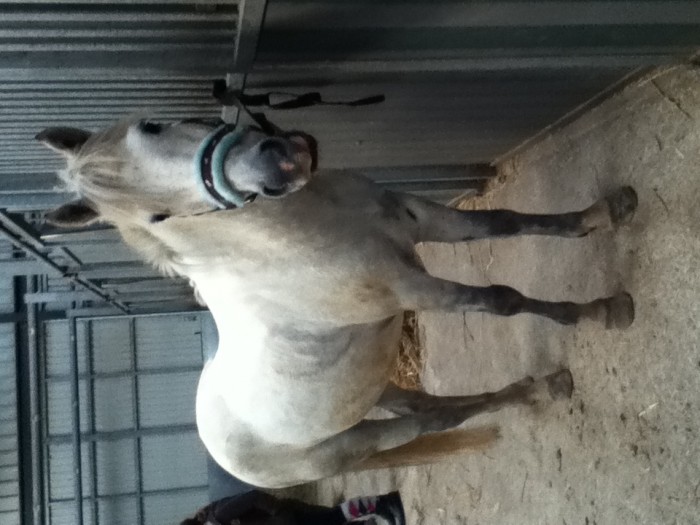 Turbo, mon poney favoris dans mon centre questre. &#9829;
