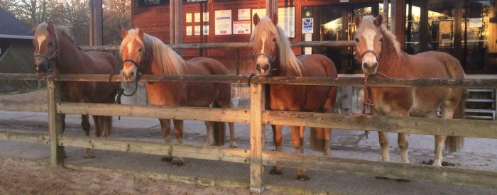 Mes haflinger loulous !