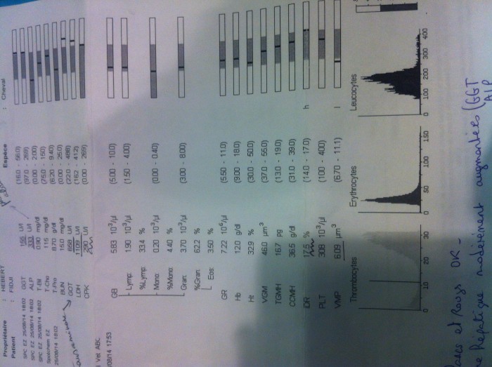 Décryptage d'une analyse de sang