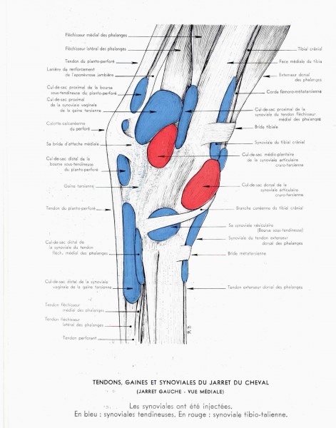 tendons gaines et synoviales du jarret