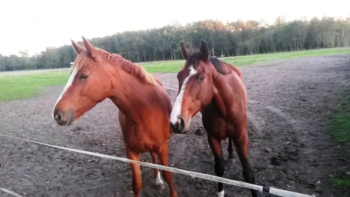 Bobo et Mario, mes deux amours