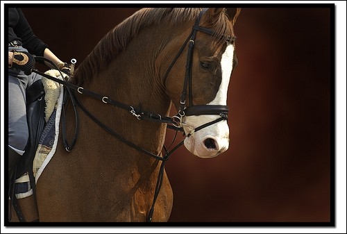 magnifique cheval qui boit dans son blanc 