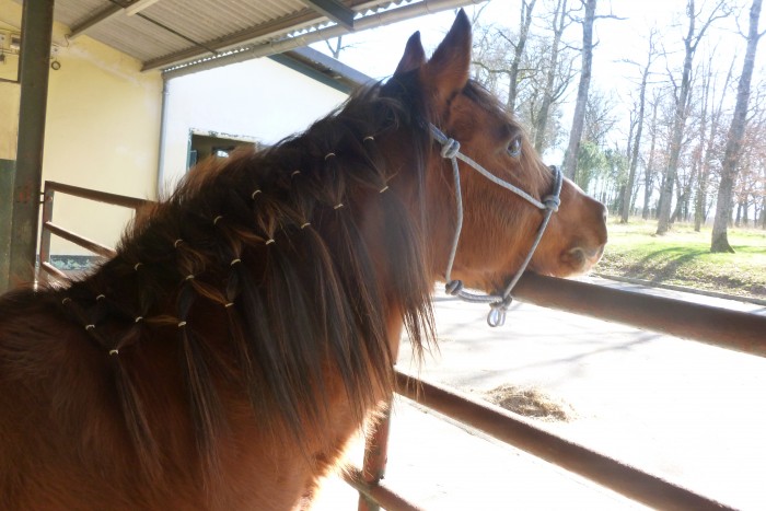 Un des copains de pr de mon doudou, Hmir poney franais de selle de 18 ans en or