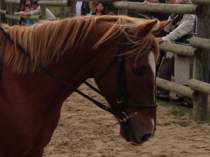 Popeye :) il est trop beau ce poney (mais pas autant que mon petit Motch <3)