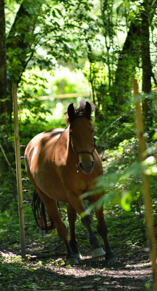 Ce n'est pas n'importe quel animal. C'est un cheval. 