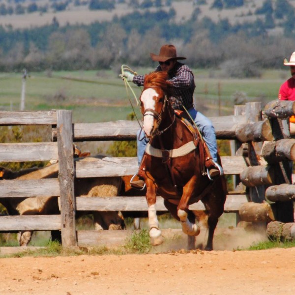 Sbastien FABRE, champion de France et d'Europe de Team Roping