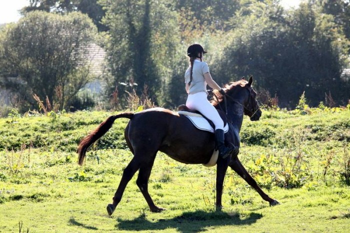 Qui-Vive, 8 ans, cross