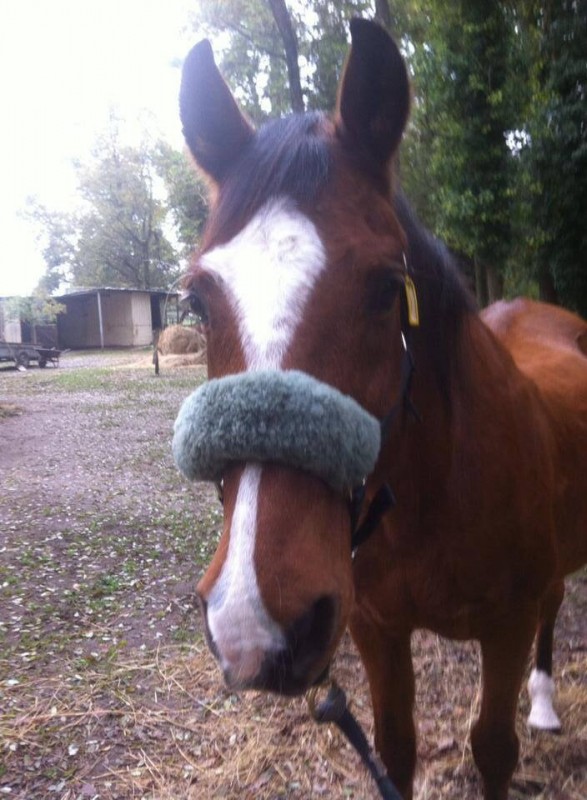 Petite bouille aprs un bon pansage 