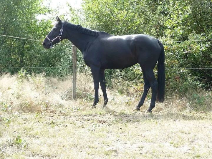 modele