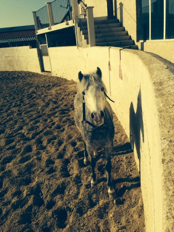Avant mon adoptions 