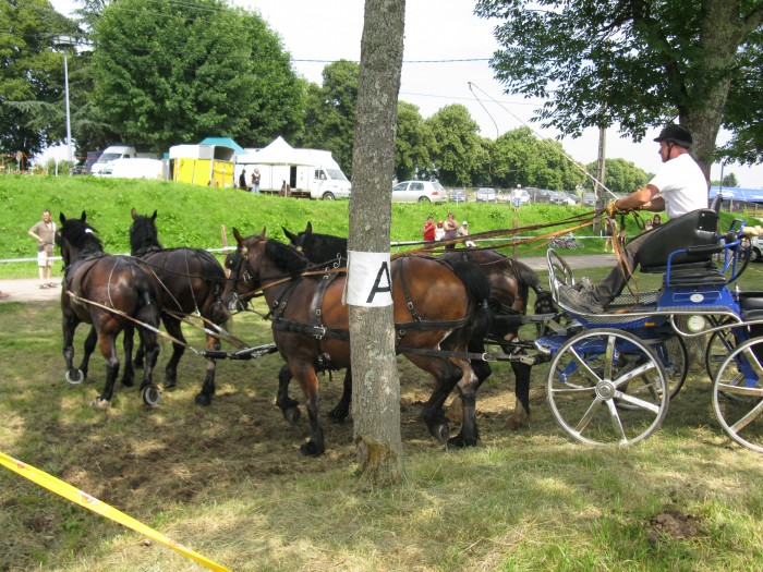 4 Juments Cob Normand