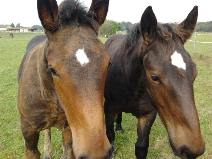 Chanceux et Cassi des Timoniers