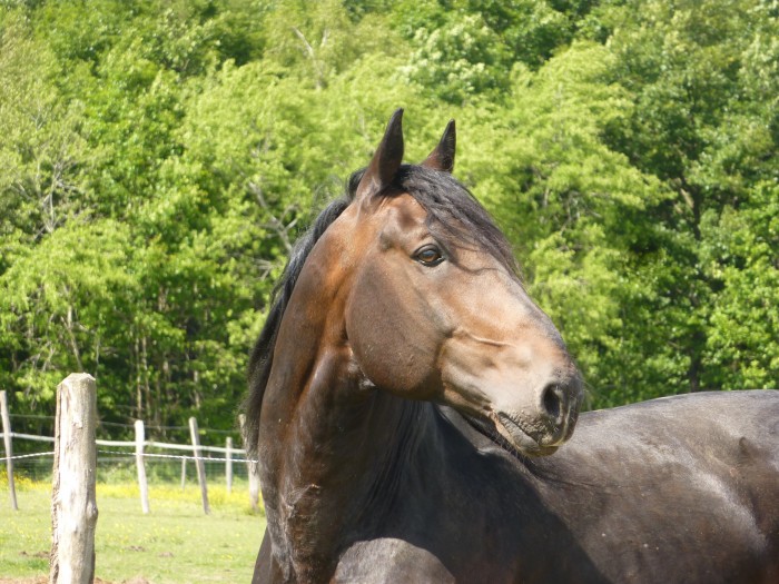 Etalon  Gay - Baffardier