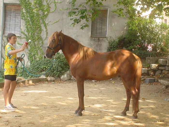 Paddy  3 ans