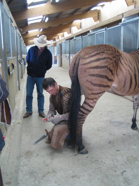 Le Zorse d'Andy Boothe (Haras de la Cense)