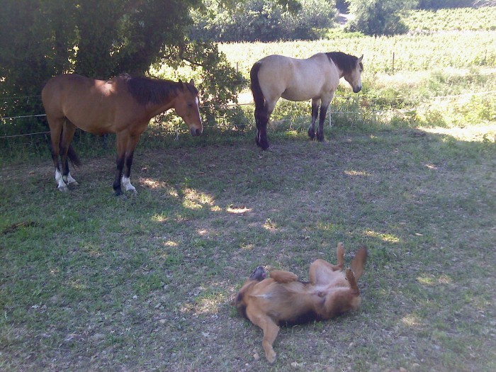 petite sieste a l'ombre et roulage par terre du chien !