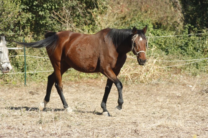 ma lilas d'amour trotteuse de 7ans