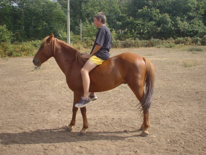 Paddy, hongre 1/8 arabe, 7/8 corse