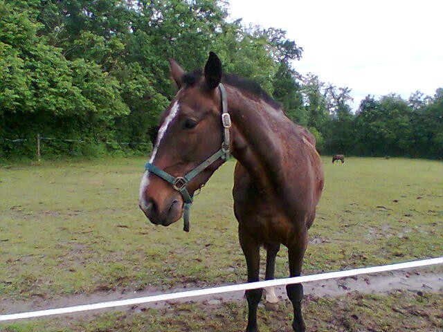 Lloys le cheval de mon papa ^^