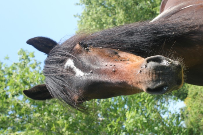 Noisette par Macky (poulinire)