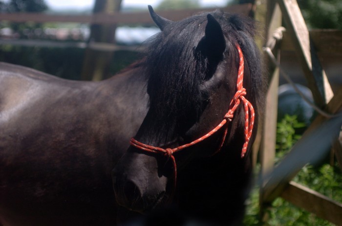 une ponette qui etait en pensions a l'ecurie