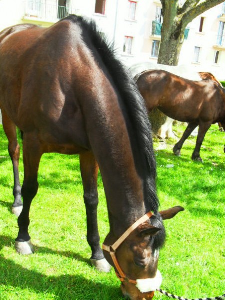 twa !! mon cheval 